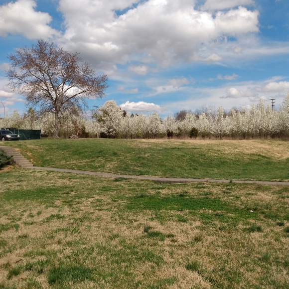 Meet your Posher, Tess - Picture 2 of 12